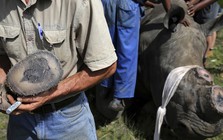 Chu Đăng Khoa bị bắt ở Nam Phi vì buôn lậu sừng tê giác: Bộ Ngoại giao lên tiếng