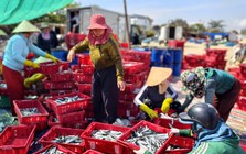 Đầu năm trúng 'lộc biển', ngư dân Quảng Ngãi bỏ túi bạc triệu sau 1 đêm ra khơi