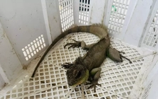 Bắt được ‘Rồng đất’ quý hiếm, nam thanh niên vội mang nộp cho công an