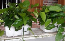 4 cây hút ẩm, lọc không khí cực tốt: Đặt trong nhà khi trời nồm, góc nào cũng thoáng sạch