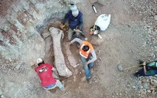 Quái vật dài 20 m "trỗi dậy" giữa công trình đường sắt