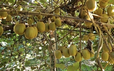 Ung thư rất “sợ” 6 loại quả này, dễ kiếm ở Việt Nam nhưng không phải ai cũng biết tận dụng