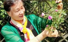 Sân 60m² giữa phố trồng hàng trăm loại rau: Cuộc sống hưu trí khiến nhiều người ước ao vì mỗi ngày ăn một loại rau khác nhau