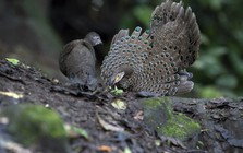 "Báu vật sống" ở khu rừng lớn nhất Nghệ An: Quý như vàng, đẹp như chim công