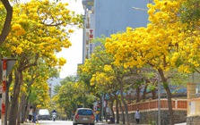 Hoa phong linh "nhuộm vàng" Vũng Tàu, du khách rộn ràng check-in