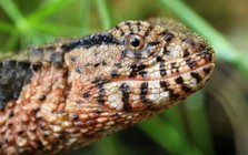 "Quái vật" thằn lằn cá sấu hiếm bậc nhất Việt Nam trở về ngoạn mục sau nhiều năm lưu lạc tại Đức