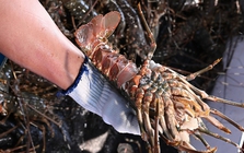 Trung Quốc mạnh tay mua tôm hùm của Việt Nam