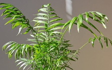 7 loại cây đặt đúng chỗ là "kéo tiền về": Nhiều người trồng sai nên không giàu lên được