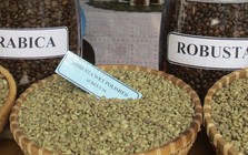 Giá cà phê hôm nay 21-3: Arabica tăng nóng