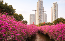 Những 'ốc đảo hoa' níu chân nhiều người