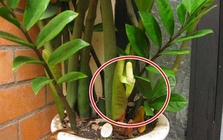 5 niềm vui, 4 nỗi lo khi trồng kim tiền trong nhà