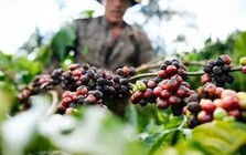 Kêu gọi doanh nghiệp chia sẻ khó khăn với nông dân trước biến động toàn cầu