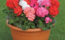 5 loài hoa đẹp với mùi hương thơm ngát lại có tác dụng đuổi muỗi, hè này bạn nhất định phải trồng