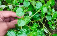 Cây rau dại mọc hoang nay thành đặc sản, được ví như “thảo dược quý” tốt ngang nhân sâm, có thời điểm giá đắt hơn thịt