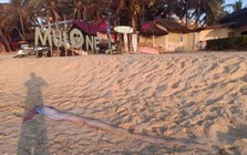 Cảnh tượng 2 ngày liên tiếp tại biển Mũi Né, dân biển lâu năm thốt lên: “Cần an táng ngay”