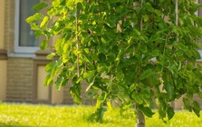 3 loại cây “hao tài tán lộc”, không nên trồng trong sân nhà