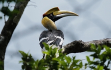 Bất ngờ ghi nhận "báu vật hồng hoàng" lần đầu xuất hiện tại VQG Chư Mom Ray: Được bảo vệ nghiêm ngặt