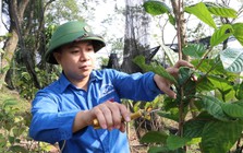 Sở hữu hơn 1ha loại cây trốn nắng ra "vàng", chàng trai trẻ ở Phú Thọ thu lãi hàng tỷ đồng