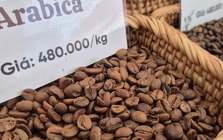 Giá cà phê hôm nay 25-3: Arabica tăng nóng, vượt 7.000 USD/tấn