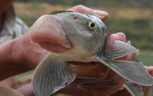 Giá chục triệu 1 kg, "thuỷ quái mõm lợn" ở Phú Thọ chỉ vua chúa và giới quý tộc mới được ăn