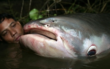 Phát hiện "quái vật" dưới sông, chục người khiêng mới nổi: Dân làng phối hợp vây bắt, cảnh tượng gây sốc