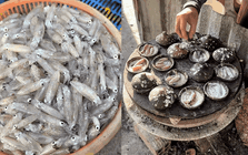 Ở vùng biển này, người dân có món ăn sáng "ruột" tươi nhảy tanh tách: Khách du lịch dậy từ 5h sáng để tranh nhau mua bằng được