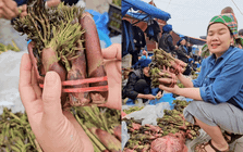 Thứ rau đặc sản lạ lùng ở chợ phiên Y Tý: Ngoại hình "từ chối hiểu" nhưng xào tỏi lại siêu ngon, lỡ dịp là mòn mỏi đợi sang năm