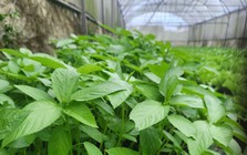 Việt Nam có loại rau người Nhật ví là "nhân sâm xanh": Giảm mỡ máu, bổ tim nhưng nhiều người chê không ăn