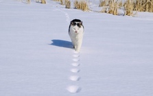 Bức ảnh triệu like khiến dân mạng tranh cãi 'nảy lửa': Mèo đi bằng 2 hay 4 chân?