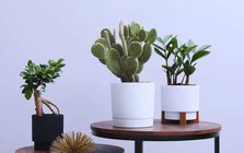 7 loại cây không bao giờ nên đặt gần cửa chính