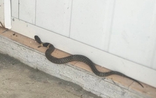 Rắn bò vào dù nhà sạch bong kin kít: 6 nguyên nhân không phải ai cũng biết