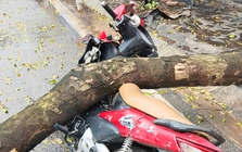 Cây xanh bật gốc đè trúng người đi xe máy ở Hà Nội