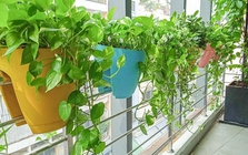 5 loại cây “chân ái” cho ban công: đẹp, dễ trồng, phong thuỷ cực tốt