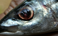 Chuyên gia Mỹ khen loại cá "tốt nhất thế giới", hóa ra ở Việt Nam hễ ra chợ là thấy