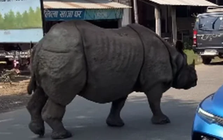 Con thú gần 3 tấn lao tới giữa ban ngày: Du khách lập tức 'đứng hình' suýt không kịp phản ứng