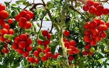 Loại quả là "tường lửa chống 6 loại ung thư": Thủ phủ Lâm Đồng trồng nhiều nhất cả nước, giá rẻ quanh năm, chợ nào cũng có