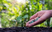 Phân bón có nguy cơ tăng giá do căng thẳng tại Trung Đông