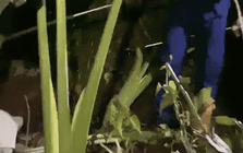 Thấy con trăn lảng vảng trong vườn, người đàn ông chạy đến thì chứng kiến cảnh tượng đáng sợ