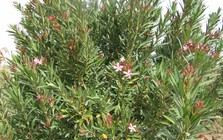 Loại cây “gọi” rắn tới nhà, chứa chất cực độc: Nhiều gia đình trồng mà không biết