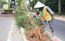 Lý do nhổ hàng ngàn cây huỳnh liên trên cung đường đẹp bậc nhất vào Vũng Tàu