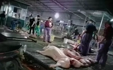 Vụ hơn 300 tấn lợn bệnh tại Hà Nội: Hệ thống kiểm dịch tê liệt từ bên trong