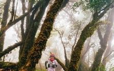 Mục sở thị khu rừng nguyên sinh 'độc nhất vô nhị' ở Sơn La