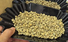 Giá cà phê hôm nay 4-3: Quay đầu giảm, Trung Quốc tăng mua cà phê