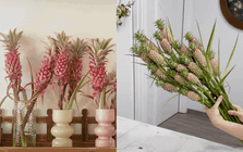 "Phát sốt" với thú cắm dứa cảnh mini: Thơm nức không gian, chưng tận 4 tháng không hỏng mà giá chỉ chừng 400 "cành"!