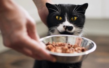 Chàng trai kiếm được 600 triệu đồng dịp Tết nhờ dịch vụ cho mèo ăn