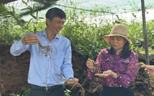 Kỹ sư bỏ việc về quê trồng cây lấy rễ "như củi khô", thu 5 tỷ mỗi năm