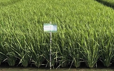 Giống lúa ĐNÁ ngon hàng đầu thế giới, mang đặc tính "quý hơn vàng": Vị thế ra sao so với ST25?