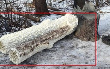 Nga bất ngờ dựng loạt cây giả giữa tiền tuyến để lừa Ukraine: Bên trong thân cây là bí mật gì?