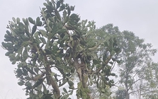 Hình dạng cây xương rồng sống 4 thập kỷ khiến 1 triệu người tò mò