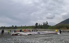 Phát hiện sinh vật khổng lồ dài hơn 15m mắc trong lưới, chuyên gia lập tức tới tận nơi: Cảnh khó tin!